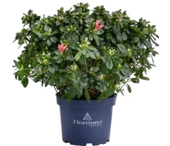 Dehner Rhododendren|Blühende Sträucher > Japanische Azalee 'Deluxe'