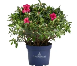 Dehner Rhododendren|Blühende Sträucher - Japanische Azalee 'Deluxe' Rot