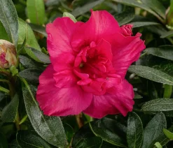 Dehner Rhododendren|Blühende Sträucher - Japanische Azalee 'Deluxe' Rot