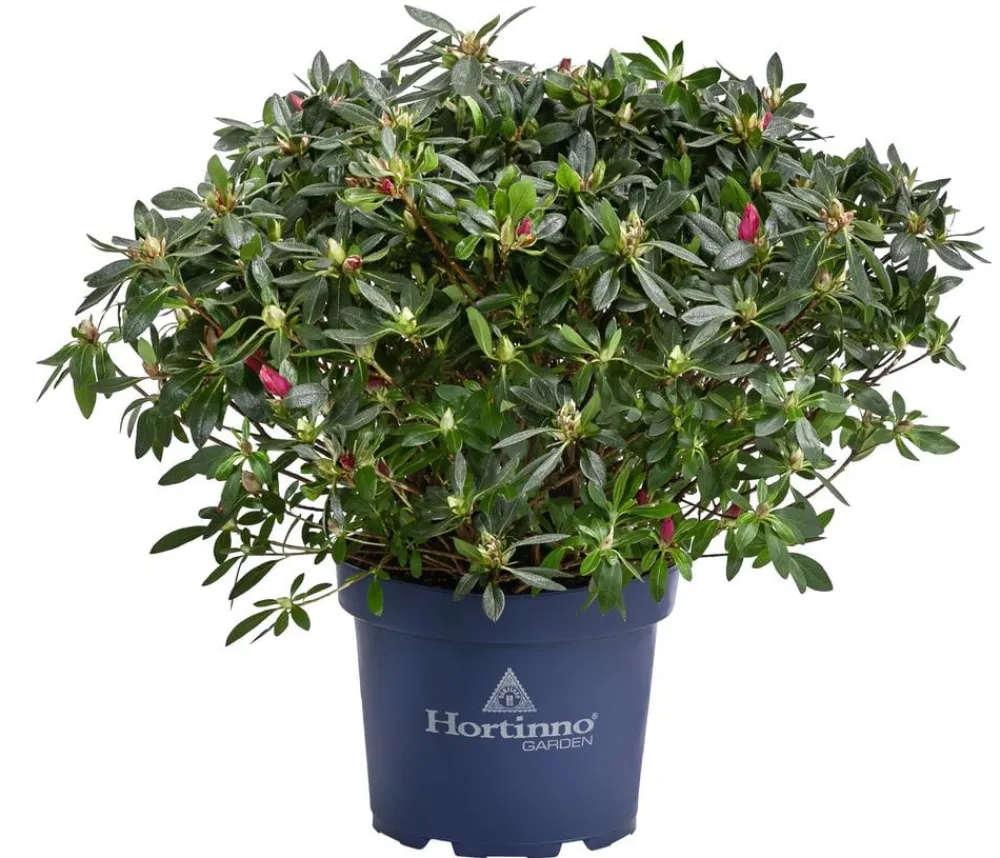 Dehner Rhododendren|Blühende Sträucher - Japanische Azalee 'Deluxe' Rot