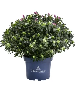 Dehner Rhododendren|Blühende Sträucher - Japanische Azalee 'Deluxe', Bicolor