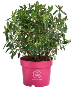 Dehner Rhododendren|Blühende Sträucher > Japanische Azalee ' Spider®'