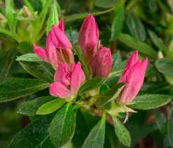 Dehner Rhododendren|Blühende Sträucher > Japanische Azalee ' Spider®'
