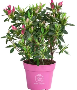 Dehner Japanische Azalee ' Spider®' Pink