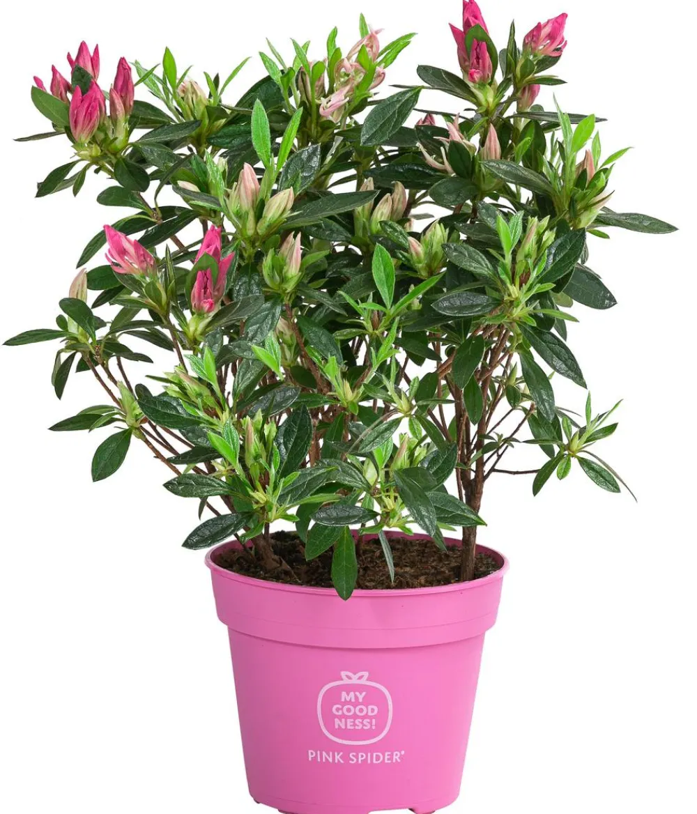 Dehner Japanische Azalee ' Spider®' Pink