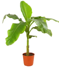 Dehner Terrassenpflanzen|Grünpflanzen > Japanische Faserbanane - Musa basjoo