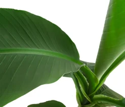 Dehner Japanische Faserbanane - Musa basjoo Grün Online