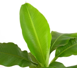 Dehner Terrassenpflanzen|Grünpflanzen - Japanische Faserbanane - Musa basjoo Grün