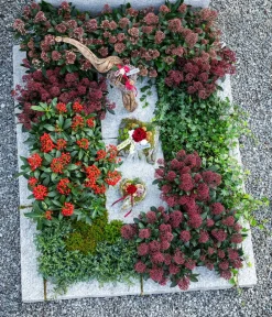 Dehner Laubgehölze|Blühende Sträucher > Japanische Fruchtskimmie 'Temptation'