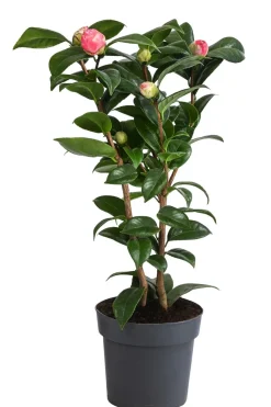 Dehner Japanische Kamelie, verschiedene Sorten Rosa New