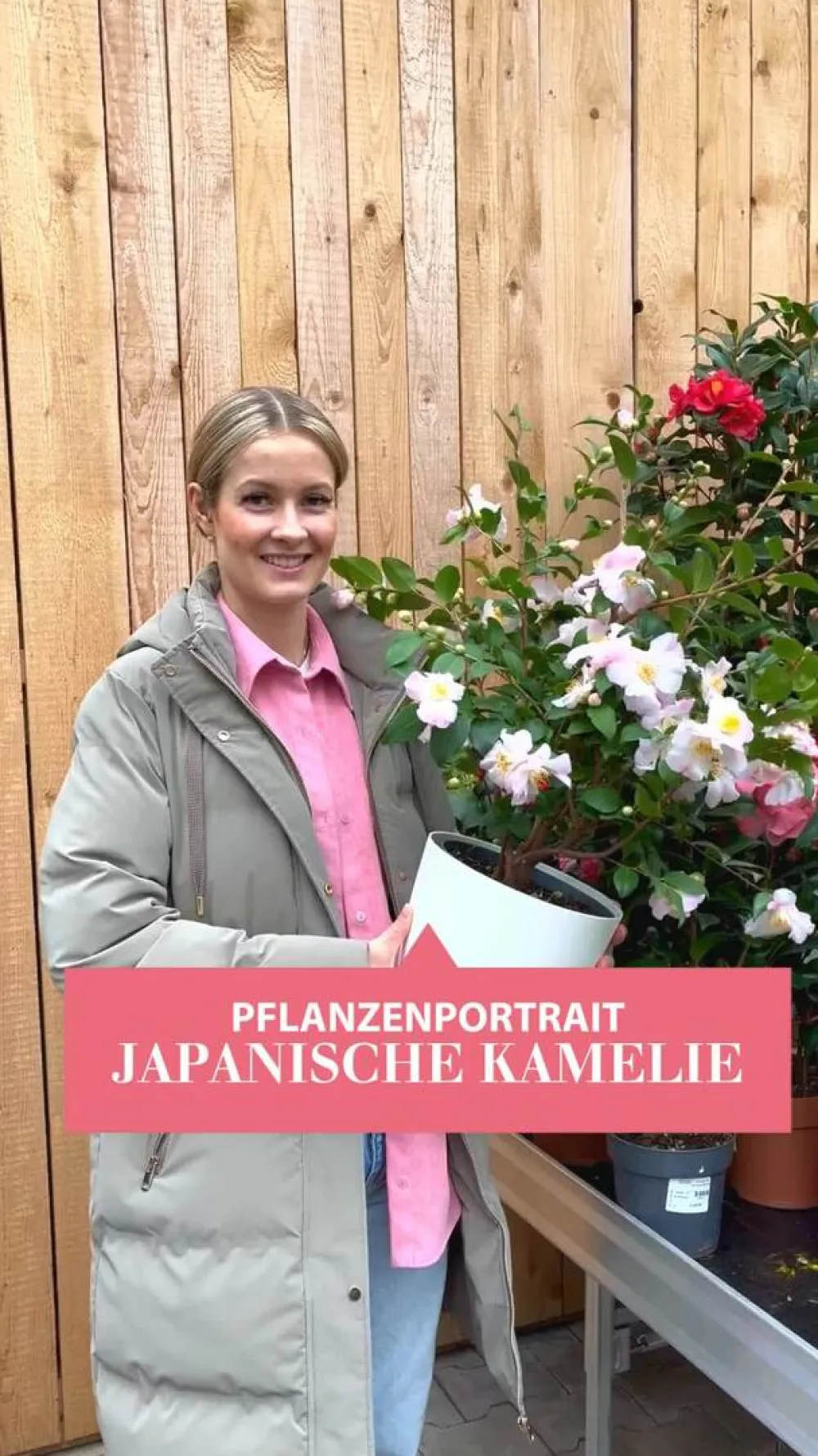 Dehner Japanische Kamelie, verschiedene Sorten Rosa New