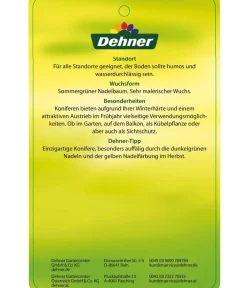 Dehner Japanische Lärche Grün