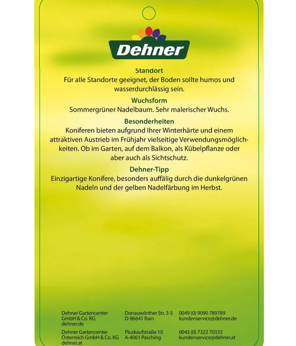 Dehner Japanische Lärche Grün