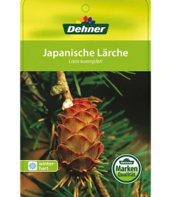 Dehner Japanische Lärche Grün