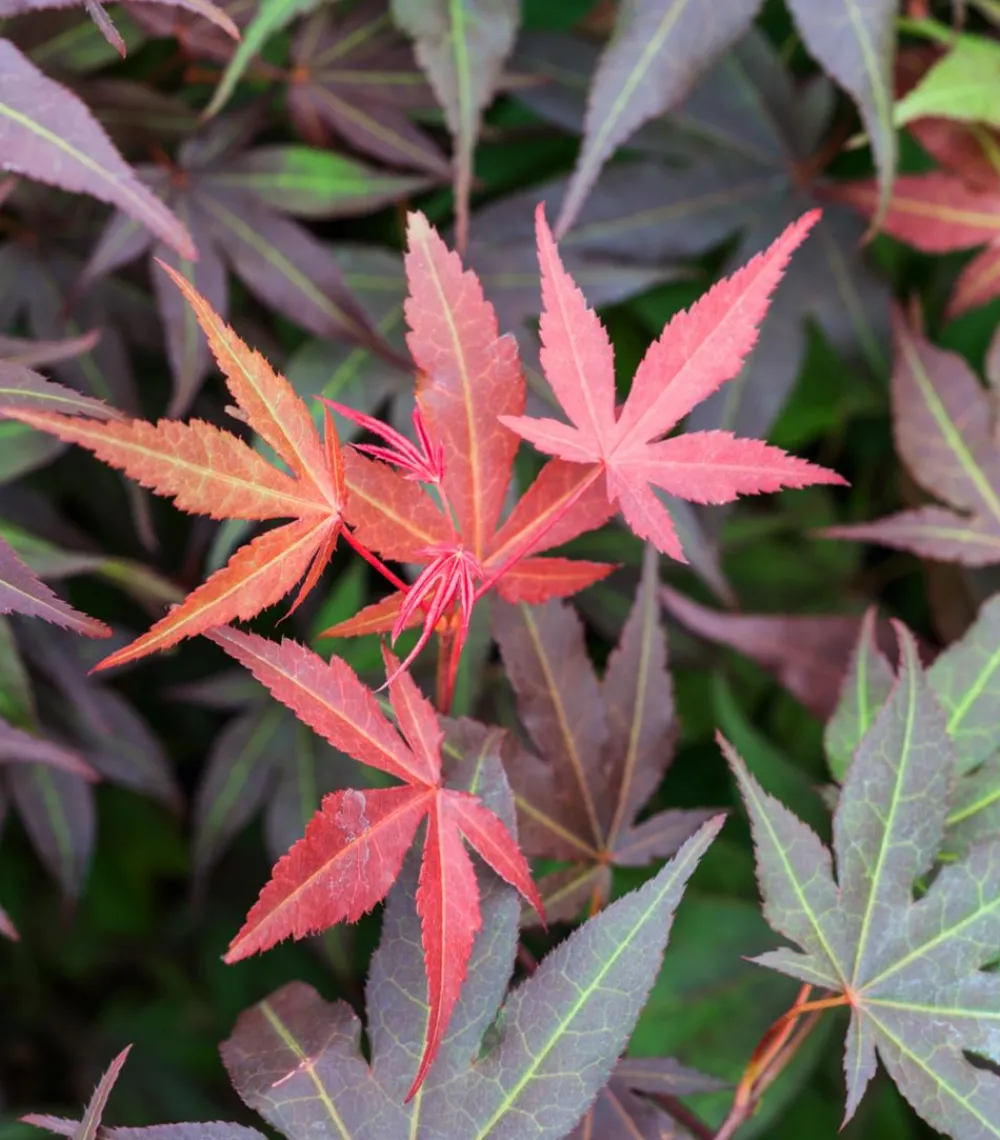 Dehner Laubgehölze > Japanischer Fächerahorn 'Atropurpureum'