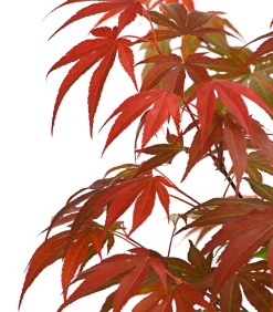 Dehner Laubgehölze > Japanischer Fächerahorn 'Atropurpureum'