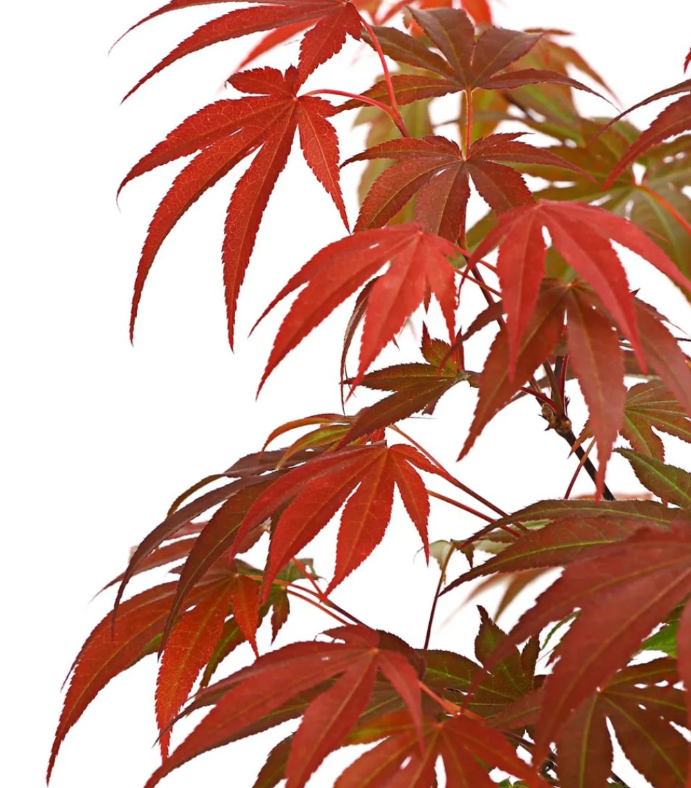 Dehner Laubgehölze > Japanischer Fächerahorn 'Atropurpureum'