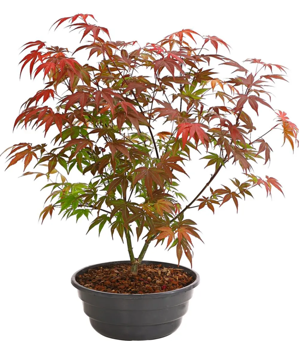 Dehner Laubgehölze > Japanischer Fächerahorn 'Atropurpureum'