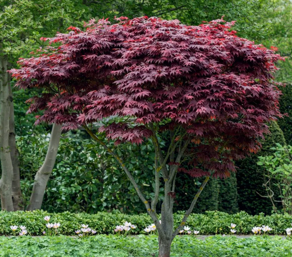 Dehner Laubgehölze > Japanischer Fächerahorn 'Atropurpureum'