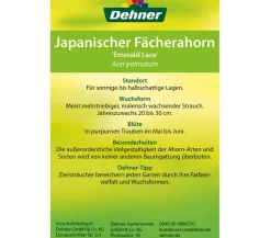 Dehner Laubgehölze > Japanischer Fächerahorn 'Emerald Lace'