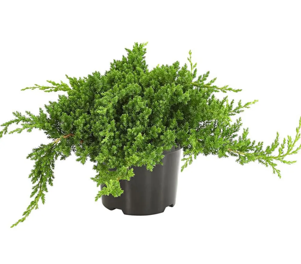 Dehner Japanischer Kriech-Wacholder 'Nana' Discount