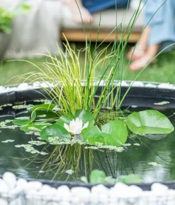 Dehner Aqua Gartenteich·Teich­­Pflanzen|Teichpflanzen - Japanischer Schachtelhalm Grün