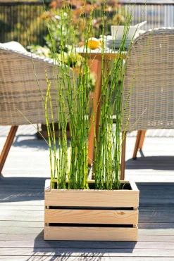 Dehner Aqua Gartenteich·Teich­­Pflanzen|Teichpflanzen - Japanischer Schachtelhalm Grün