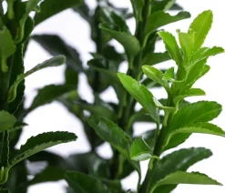 Dehner Laubgehölze|Bodendecker & Efeu > Japanischer Spindelstrauch 'Green Spire'