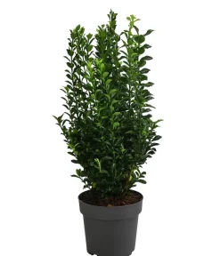 Dehner Japanischer Spindelstrauch 'Green Spire' New