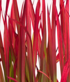 Dehner Gräser > Japanisches Blutgras 'Red Baron'