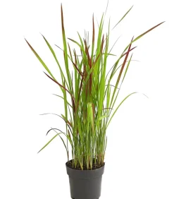 Dehner Gräser > Japanisches Blutgras 'Red Baron'