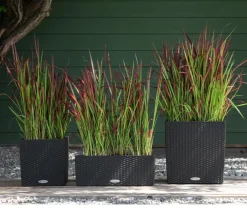 Dehner Japanisches Blutgras 'Red Baron'
