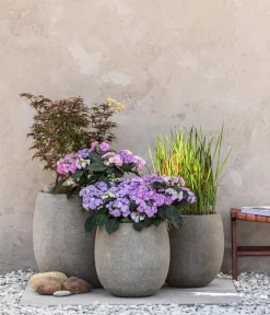 Dehner Japanisches Blutgras 'Red Baron'