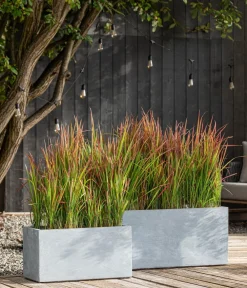 Dehner Japanisches Blutgras 'Red Baron'