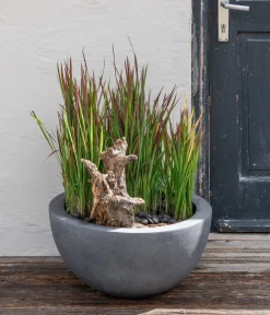 Dehner Japanisches Blutgras 'Red Baron'