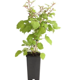 Dehner Weinreben & Gartenobst|Beerensträucher > Japanische Weinbeere