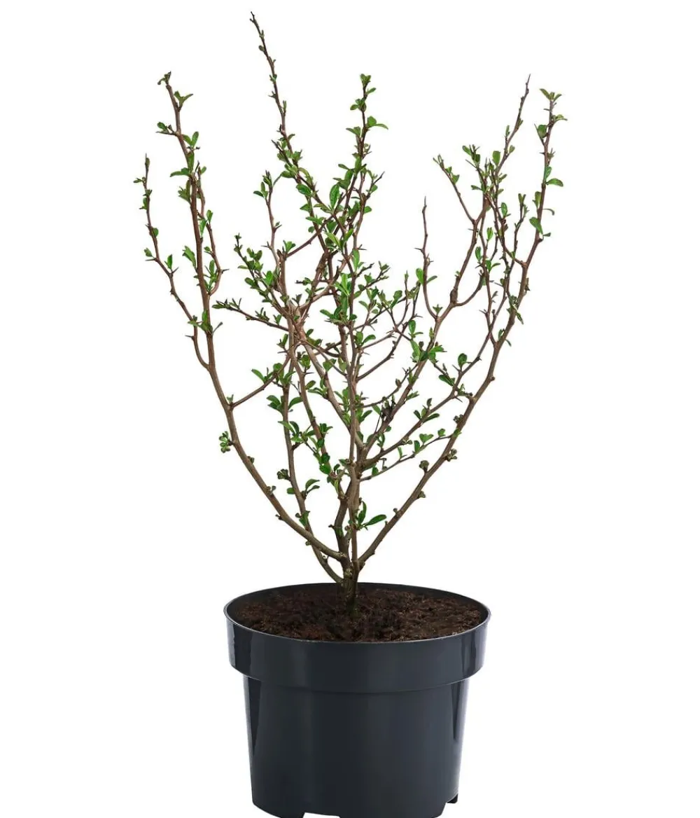 Dehner Vogelschutzhecken|Blühende Sträucher > Japanische Zierquitte