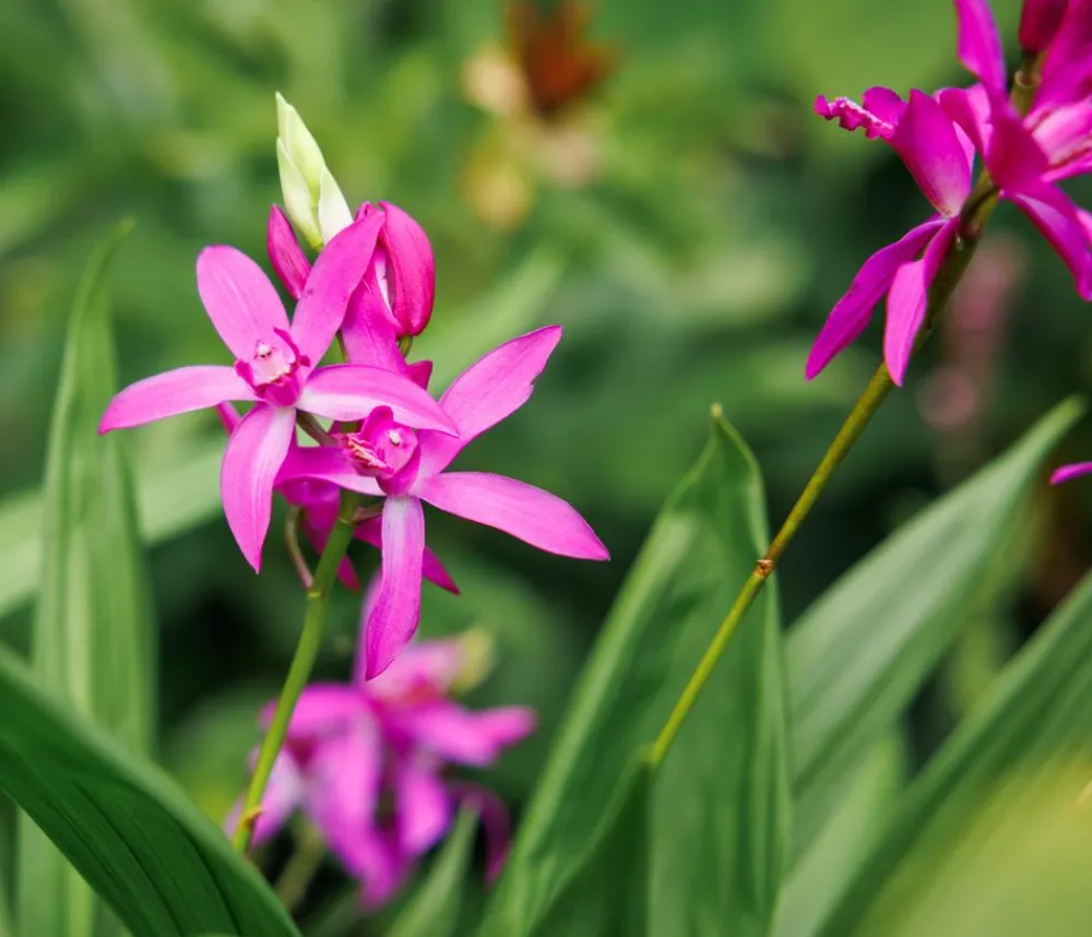 Dehner Aqua Teichpflanzen|Teichpflanzen > Japanorchidee