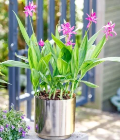 Dehner Aqua Teichpflanzen|Teichpflanzen > Japanorchidee