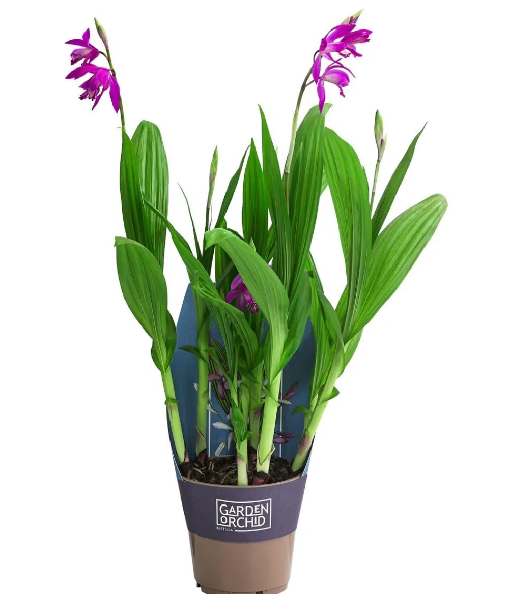 Dehner Japanorchidee - Bletilla striata Hot