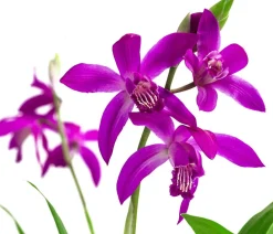 Dehner Japanorchidee - Bletilla striata Hot