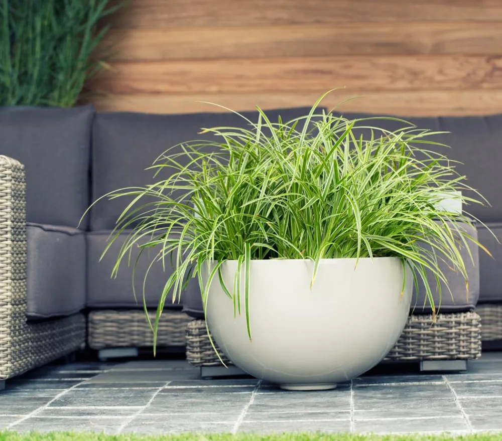 Dehner Gräser > Japan-Segge 'Ice-Dance'