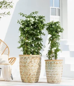Dehner Terrassenpflanzen > Jasminblütiger Nachtschatten, Säule