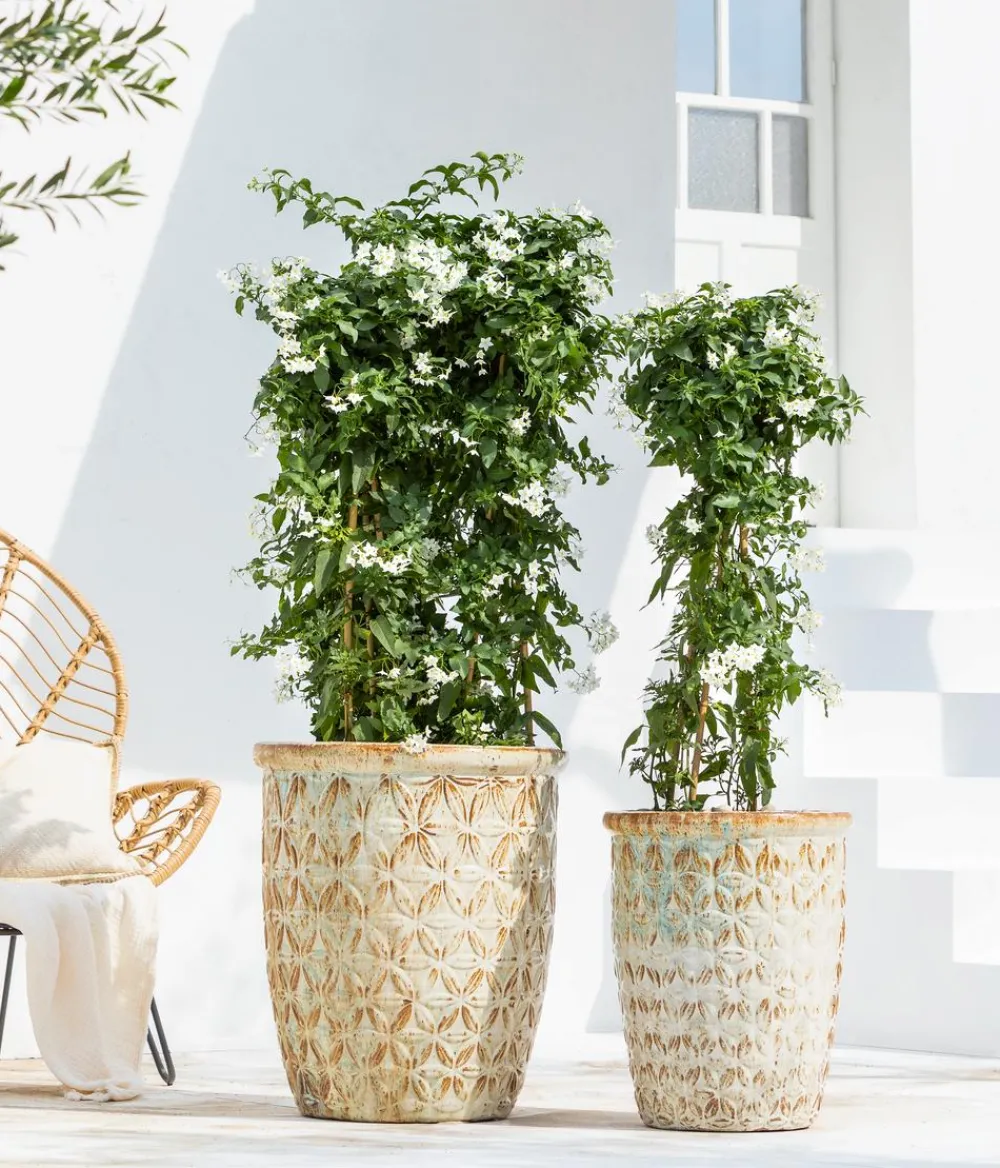 Dehner Terrassenpflanzen - Jasminblütiger Nachtschatten, Säule