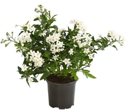 Dehner Terrassenpflanzen|Hängende Sommerblüher - Jasminblütiger Nachtschatten