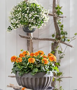 Dehner Pflanzenampeln|Hängende Sommerblüher - Jasminblütiger Nachtschatten, Ampel Weiß