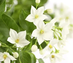 Dehner Pflanzenampeln|Hängende Sommerblüher - Jasminblütiger Nachtschatten, Ampel Weiß