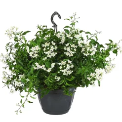 Dehner Pflanzenampeln|Hängende Sommerblüher - Jasminblütiger Nachtschatten, Ampel Weiß