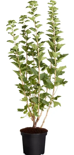 Dehner Stachel- & Johannisbeeren|Beerensträucher > Johannisbeere 'Jonkheer van Tets'