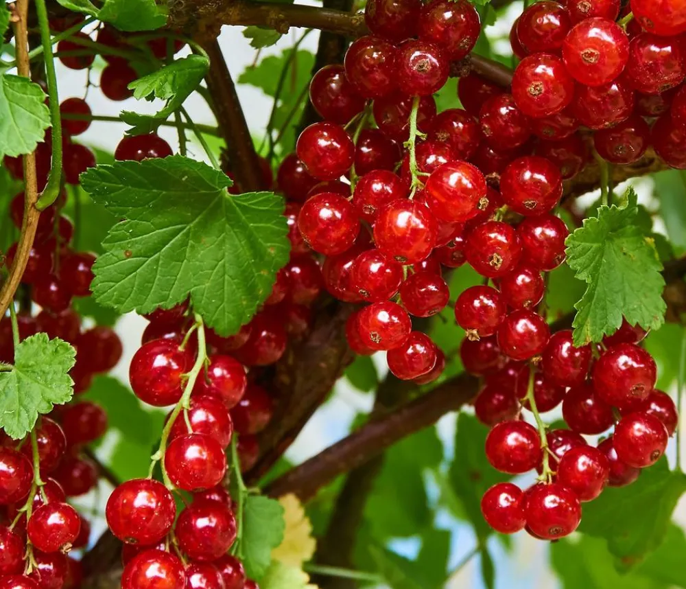 Dehner Stachel- & Johannisbeeren|Beerensträucher > Johannisbeere 'Jonkheer van Tets'